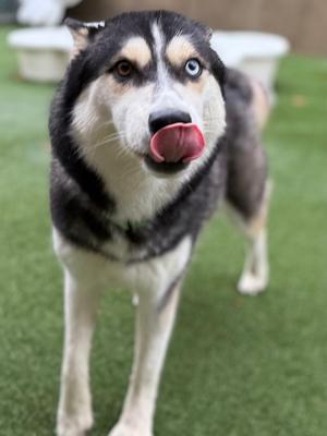 A husky dog with striking blue eyes and a black and white coat is standing on a green artificial turf, licking its nose with its pink tongue. The dog has a fluffy tail and is wearing a collar. The background is slightly blurred, showing a white object that looks like a bowl or container.
