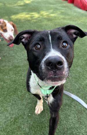 Gravy, Boxer and Terrier, young, available for adoption