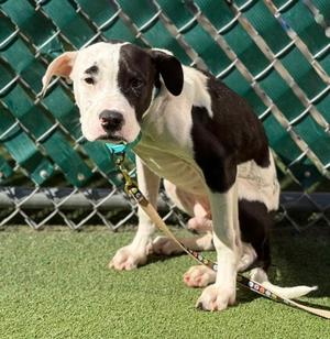 Arwin, Boxer Mix, puppy, available for adoption
