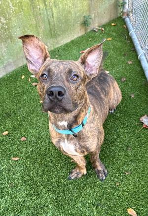 Jinx, Basset Hound and Pit Bull Terrier, available for adoption