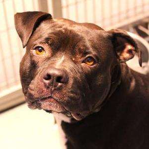 A close-up of a brown dog with a muscular build, standing in a shelter-like environment with a white fence in the background. The dog has a broad face, floppy ears, and bright amber eyes, looking directly at the camera with a calm expression.