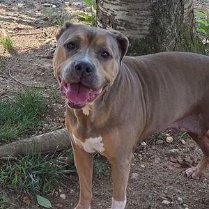 26-00948 TRUFFLES, Pit Bull Terrier, adult, available for adoption