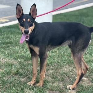 26-01016 ROCKY, Doberman Pinscher, adult, available for adoption
