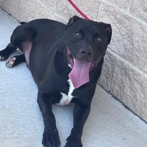26-00729 BRONCO, Black Labrador Retriever, adult, available for adoption