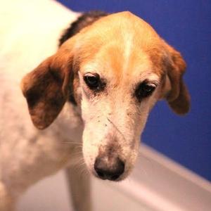 26-00570 PEONY, Hound, adult, available for adoption
