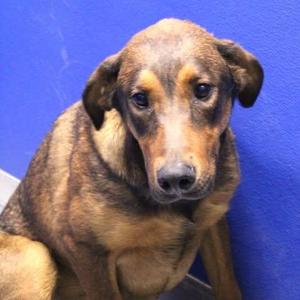 26-01075 KETTLE, Hound, adult, available for adoption