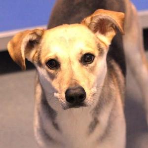 26-01340 NOLA, Shepherd / Husky, adult, available for adoption