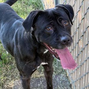 26-01332 MIKI, Pit Bull Terrier / Boxer, adult, available for adoption