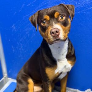 26-01452 ROVER, Pit Bull Terrier, adult, available for adoption