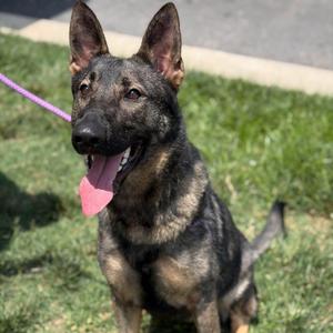 26-00924 STARDUST, Shepherd, adult, available for adoption