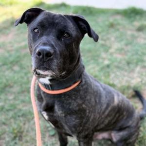 26-00338 SEVERUS, Pit Bull Terrier, adult, available for adoption