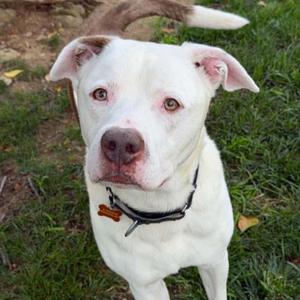 26-00680 CHASE, Pit Bull Terrier, adult, available for adoption