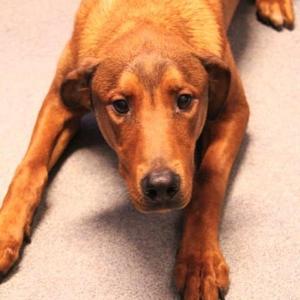 26-01074 RAMONE, Hound, adult, available for adoption