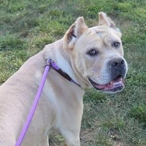 A light-colored dog with a purple leash standing on grass.