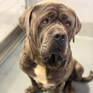 26-00653 TITO, Mastiff, adult, available for adoption