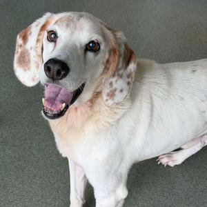 A white dog with brown spots on its ears and face, standing on a green carpet.