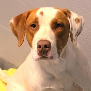 26-00601 GOMER, Hound, adult, available for adoption
