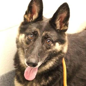 26-01503 WINONA, German Shepherd Dog, adult, available for adoption