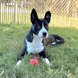 26-01495 PRINCESA, Collie, adult, available for adoption