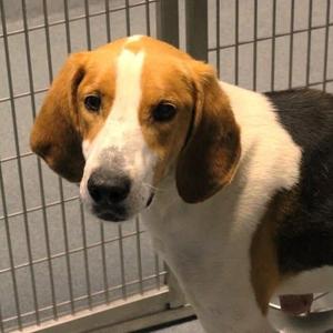 26-00590 MUNCH, Hound, adult, available for adoption
