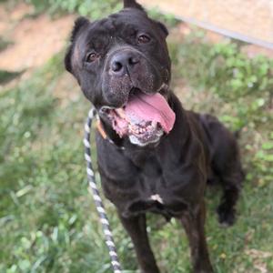 A black dog with a pink tongue sticking out, standing on grass with a leash attached to its collar.