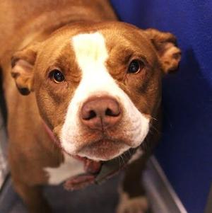 26-01487 PONYO, Pit Bull Terrier, adult, available for adoption