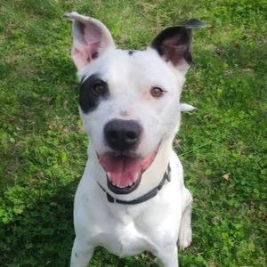 26-00290 RYDER, Pit Bull Terrier, adult, available for adoption