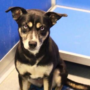 26-01053 LACY, Husky, adult, available for adoption