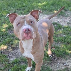 26-00695 ODEN, Pit Bull Terrier, adult, available for adoption