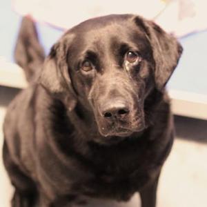 26-01208 OSCAR, Labrador Retriever, adult, available for adoption