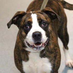 26-01420 TOFFEE, Boxer, adult, available for adoption