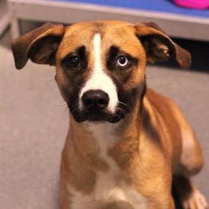 26-01427 OPAL, Boxer / Husky, adult, available for adoption