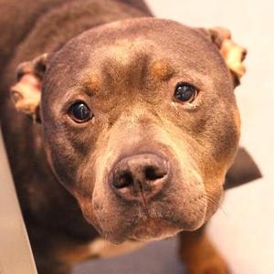26-01442 ZEUS, Pit Bull Terrier, adult, available for adoption