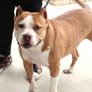 26-00651 DELILAH, Pit Bull Terrier, adult, available for adoption