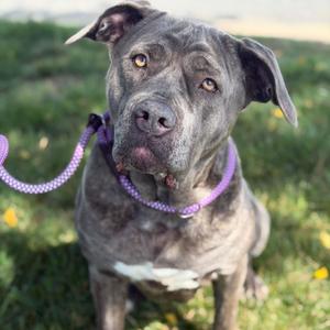 26-00654 SAPPHIRE, Mastiff, adult, available for adoption