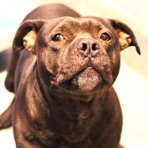 26-01499 SOUSA, Pit Bull Terrier, adult, available for adoption