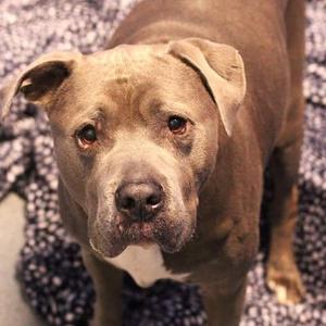 26-00946 GANACHE, Pit Bull Terrier, adult, available for adoption