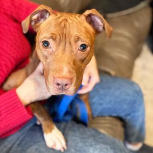 Frannie, Mixed Breed, adult, available for adoption