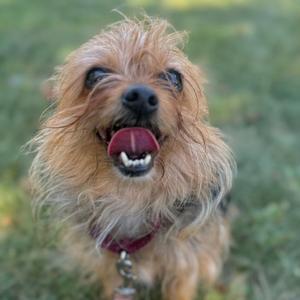 A small dog with shaggy brown fur, wearing a red collar, and sticking out its tongue.