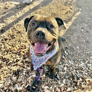 Duke, Mixed Breed, adult, available for adoption