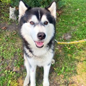 Gizmo - pausing applications!, Mixed Breed, adult, available for adoption