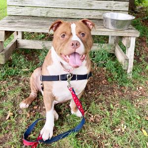 Diesel - bonded to Tiny, Mixed Breed (Large), adult, available for adoption