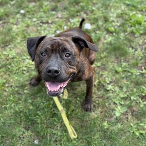 A brown and black brindle dog with floppy ears and a happy expression, standing on grass and looking up at the camera. The dog is wearing a yellow leash.