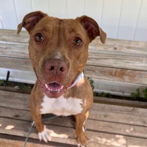 Frannie, Mixed Breed (Large), adult, available for adoption