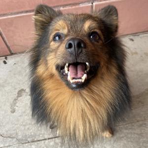 Alfie - no longer accepting applications, Mixed Breed (Small), adult, available for adoption