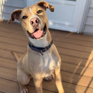 A happy dog sitting on a wooden deck, looking up with its tongue out.