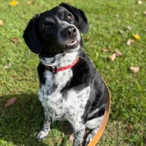 Alice - no longer accepting applications, Mixed Breed (Medium), adult, available for adoption