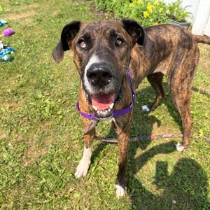 Trixie, Mixed Breed, adult, available for adoption