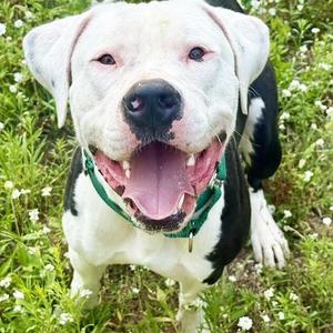 Big Mac, Mixed Breed, adult, available for adoption