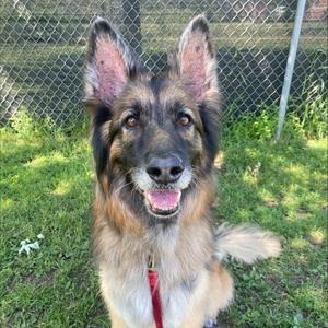 Arlo, Mixed Breed, senior, available for adoption